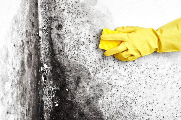 Best Health and Safety Mold Remediation in Port Edwards, WI