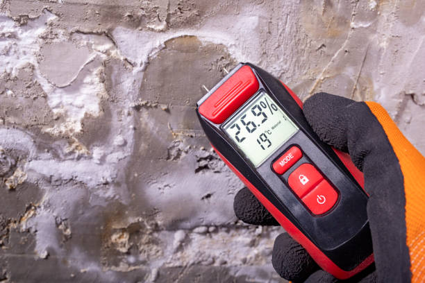 Best Black Mold Remediation in Port Edwards, WI