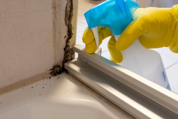 Best DIY Mold Remediation Support Services in Port Edwards, WI