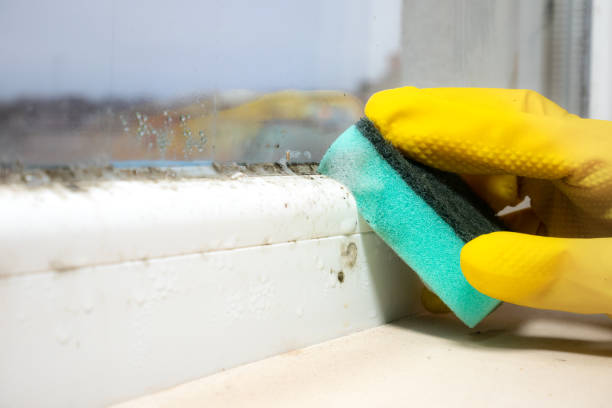 Best Residential Mold Remediation in Port Edwards, WI