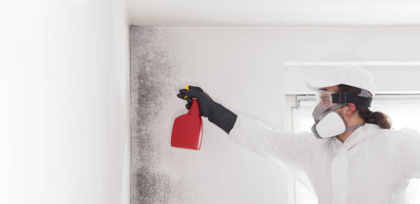 Best Kitchen Mold Remediation in Port Edwards, WI